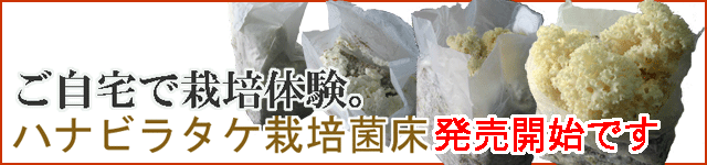 ハナビラタケ栽培菌床販売開始です!